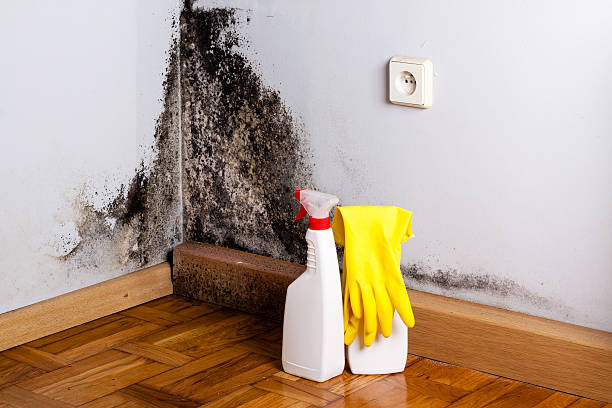 Office Mold Removal Services in Greenfield, WI