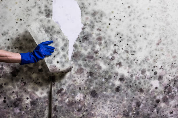 Attic Mold Removal in Greenfield, WI