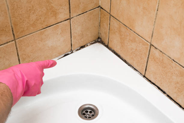 Best Toxic Mold Removal  in Greenfield, WI